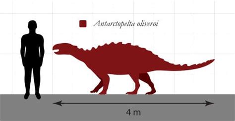 antarctopelta size.